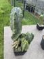 Preview: Myrtillocactus geometrizans